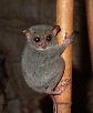 Diverse jungle animal life